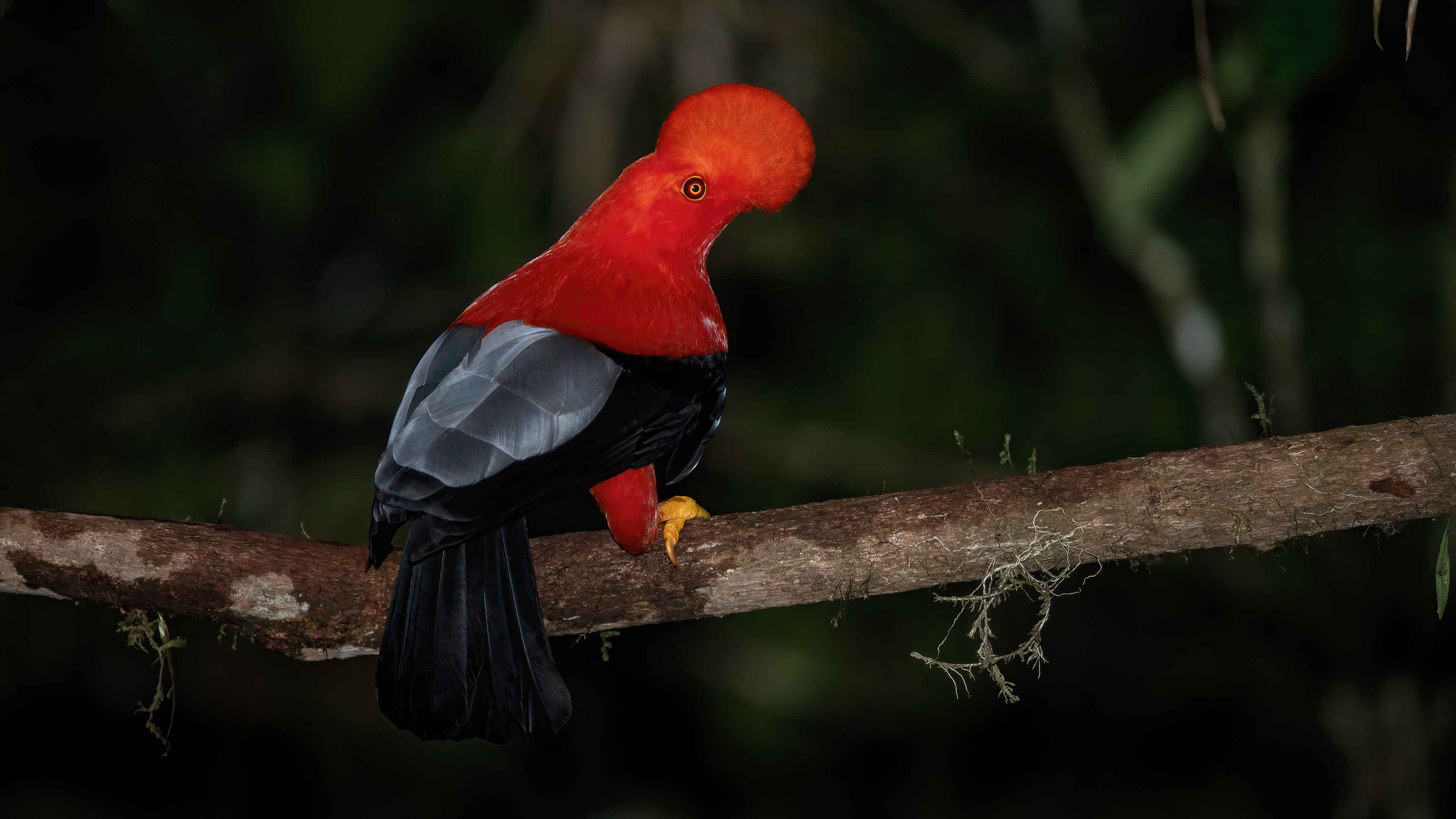 Andean Cock-of-the-rock